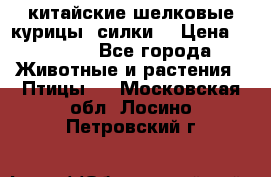 китайские шелковые курицы (силки) › Цена ­ 2 500 - Все города Животные и растения » Птицы   . Московская обл.,Лосино-Петровский г.